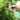 PlantLock – Soporte de jardinería controlado, duradero y fácil de usar