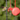BirdEase – Comedero portátil para colibríes para colgar en exteriores